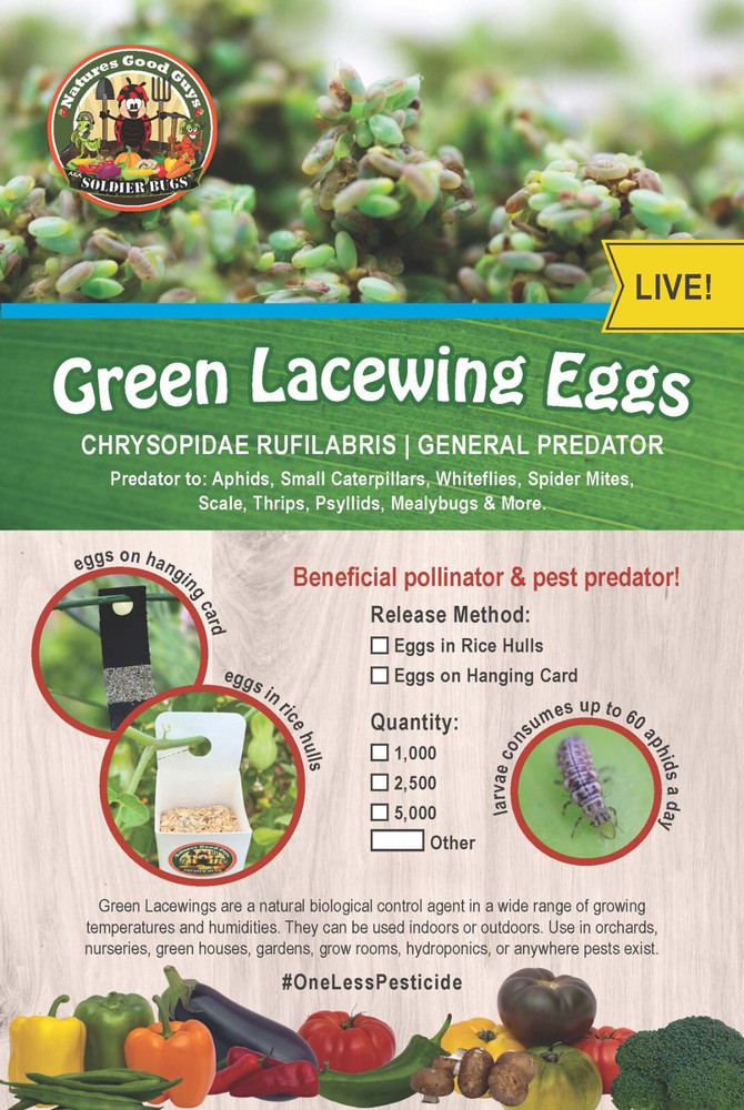 Green Lacewing Eggs in Rice Hulls – Aphid Exterminator – NaturesGoodGuys