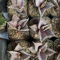 1PCS Agave Titanota ‘King Kong’ RareAgave Succulent Plant 6-8cm