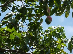 10 BIG Fresh South Florida Mangos VALENCIA PRIDE FRESH ORGANIC FRUIT