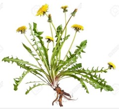 10+ Dandelion plants Wild Organic Non GMO Heirloom