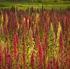 Organic Quinoa GOLD Whole Grain non GMO Bulk Vegan