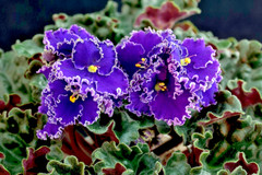 African Violet Plant Optimara EverBeautiful Starter Plant Standard