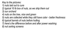 10 lbs. BLACK WALNUTS in the shell – Fall 2025 crop – our famous “squirrel nuts”