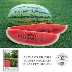 Striped Klondike Blue Ribbon Watermelon Seeds (Citrullus lanatus) – 100+ Non