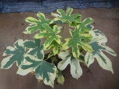 Kalopanax septemlobus yellow cream fukurin variegated [Must read description]
