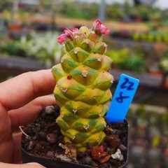8CM Succulent Cactus Plant Monadenium Ritchiei Nyambense Variegated Cactaceae
