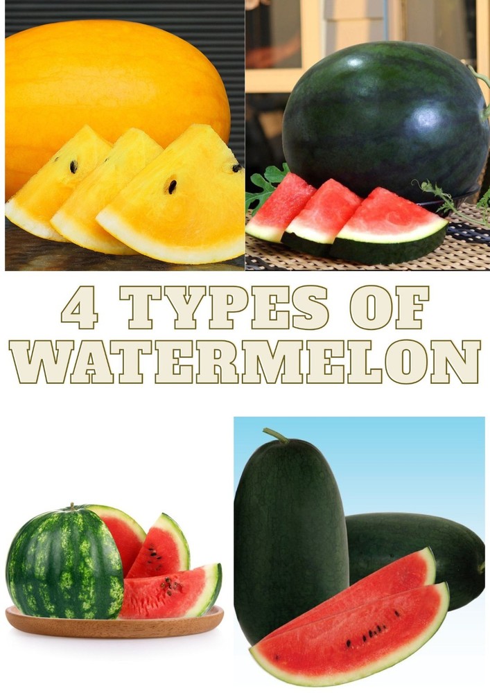 20+ Watermelon Seedss (Citrullus lanatus) Bundling 4 Cultivar Garden Package
