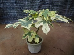Kalopanax septemlobus yellow cream fukurin variegated [Must read description]