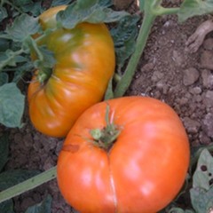 Amana Orange Tomato Seeds, NON-GMO, Large Beefsteak, Rare Heirloom, FREE SHIP