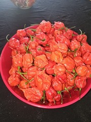 Zozoma Farms 3 Pounds Carolina Reaper Chili Peppers