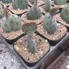 8CM Succulent Cactus Plant Opuntia Santarita（2-Head）Cactaceae Home Garden Plant