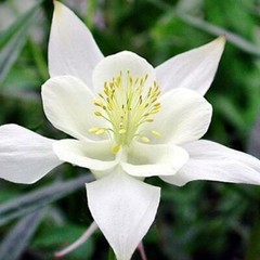 Columbine CRYSTAL STAR White Perennial Pollinators Part-Sun Non-GMO 100 Seeds!