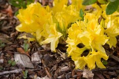 LEMON LIGHTS~Aromi Azalea Rhododendron Hybrid~STARTER Plant~MAY BE DORMANT!