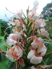 2x Hedychium butterfly ginger rhizomes, Tropical Lily. Easy to care for plant.