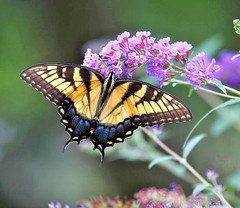 200 SWEET JOE PYE WEED SEEDS | 2026 SALE FREE SHIPPING NON GMO HEIRLOOM