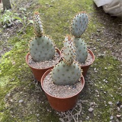 8CM Succulent Cactus Plant Opuntia Santarita（2-Head）Cactaceae Home Garden Plant