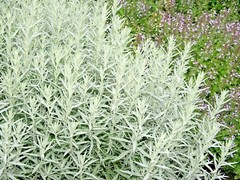 301+PRAIRIE SAGE Flower seeds White Sagebrush Perennial Native Wildflower smudge