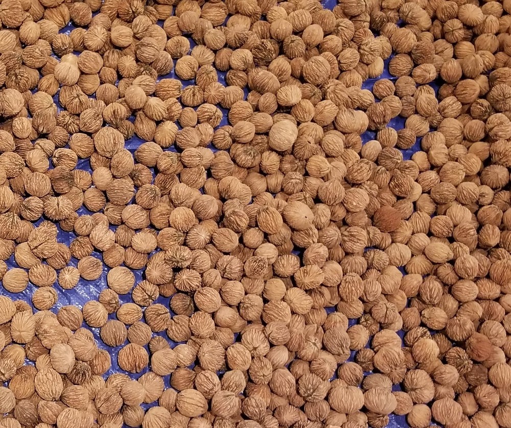 10 lbs. BLACK WALNUTS in the shell – Fall 2025 crop – our famous “squirrel nuts”