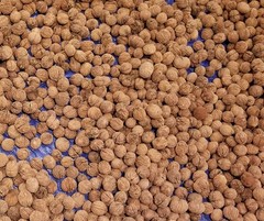 10 lbs. BLACK WALNUTS in the shell – Fall 2025 crop – our famous “squirrel nuts”