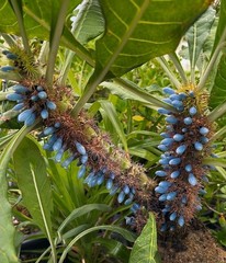 Anthorrhiza caerulea F1-seed grown, giant, blue flowered ant plant from Papua NG