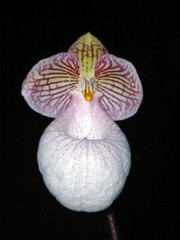 PINK PARVI VIETNAM PAPH ORCHID SPECIES micranthum BS 4 inch pot