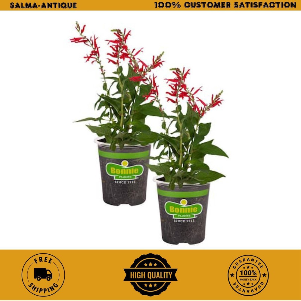 2-Pack 19 Oz. Pineapple Sage Herb Plants for Cooking and Aromatherapy