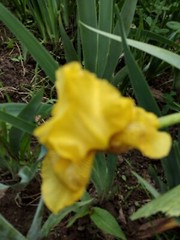 15 Iris Fresh Bearded Iris Rhizomes Mixed Varieties