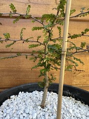 Operculicarya decaryi – Madagascar Elephant Tree – 3 years old