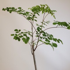 Moringa Oleifera Tree of Life Live Plant 3ft+- Save 6 Months of Growing Time
