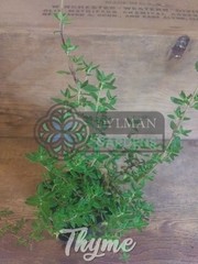 Common Garden Thyme Plant (Thymus vulgaris) Culinary Herb – Multiple Sizes