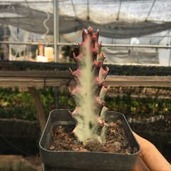 8CM Succulent Cactus Plant Euphorbia Trigona Rubra Red Variegata Cactaceae Plant