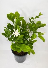 BELLE OF INDIA JASMINE~~Jasminum Sambac Double~Starter Plant~ Intensely Fragrant