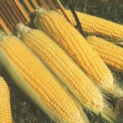 Kandy Korn Sweet Corn Seeds, Early Hybrid, SH2 High Sugar Content, FREE SHIPPING