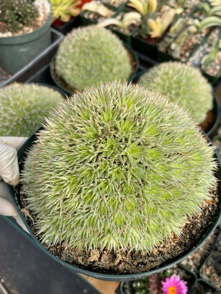 Deuterocohnia Brevifolia Rare Specimen Succulent Easy Care Live Collector Plant