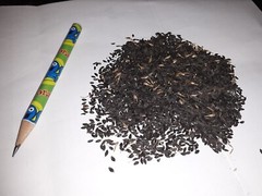 100 Wild/Opium Lettuce Seeds(LactucaVirosa)Medicinal Edible Plant.US grown seeds