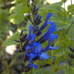 Salvia ‘Black and Blue’ – Tender Perennial – Live Starter Plant-FREE SHIPPING!!!