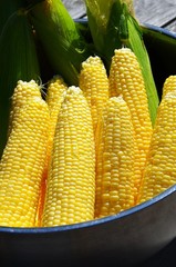 Honey Select Triple Sweet Corn Seeds | AAS Winner Untreated Yellow SY Seed 2024