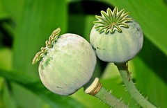 1,000 White Cloud Peony Poppy Seeds – P. Somniferum -Classic Double White Blooms