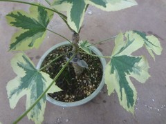 Kalopanax septemlobus yellow cream fukurin variegated [Must read description]