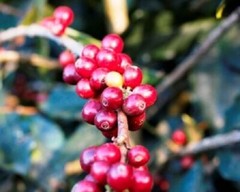 Mexican Oaxaca Coffee Beans Dark Roasted Daily 2 Bags 1 Pound Each