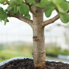 Dwarf Jade Bonsai Tree Indoor Plant with Ceramic Bonsai Pot Container, 4-Years O