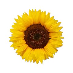 Beautiful Full Color Sunflower Sticker Yellow Vinyl Decal Real Laptop Phone Wall