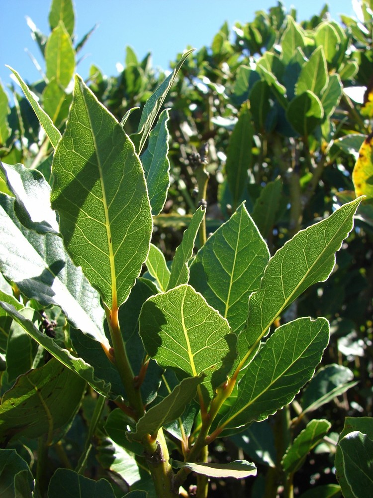 Laurus nobilis – ‘Bay Leaf Tree’ – Bay Laurel or Sweet Bay