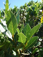 Laurus nobilis – ‘Bay Leaf Tree’ – Bay Laurel or Sweet Bay