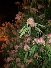 Dried Silk Mimosa Tree Fragarant Pink Flowers Tea Tincture Albizia Julibrissin