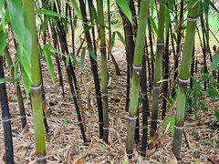 (6) Black Bamboo Rhizomes – Cold-Hardy, Evergreen – Privacy Screen, Fast-Growing