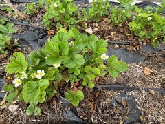 20 ‘ PINEAPPLE CRUSH ‘ STRAWBERRY Everbearing Fragaria Vesca Alpine White Yellow