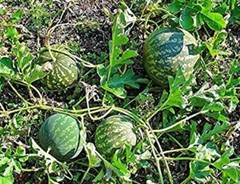 Indrayan Phal Powderl-Tumba-Indrayun-Citrullus Colocynthis-Raw Herbs