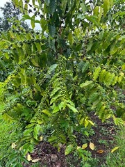 BRAZILIAN YELLOW BOURBON COFFEE BEANS MEDIUM ROASTED 5 POUNDS IN 1 POUND BAGS