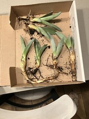 American Blue Agave Pups (Century Plant)